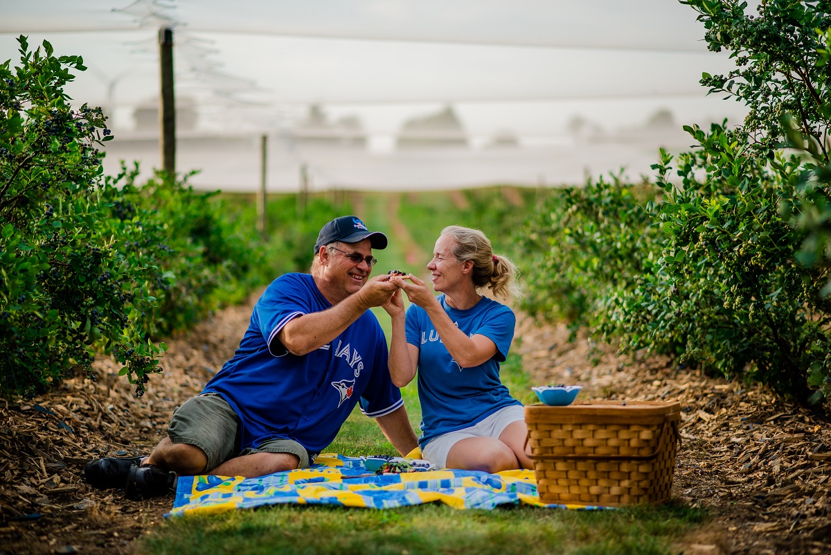 couple enjoying a picnic experience in the pick your own blueberry patch