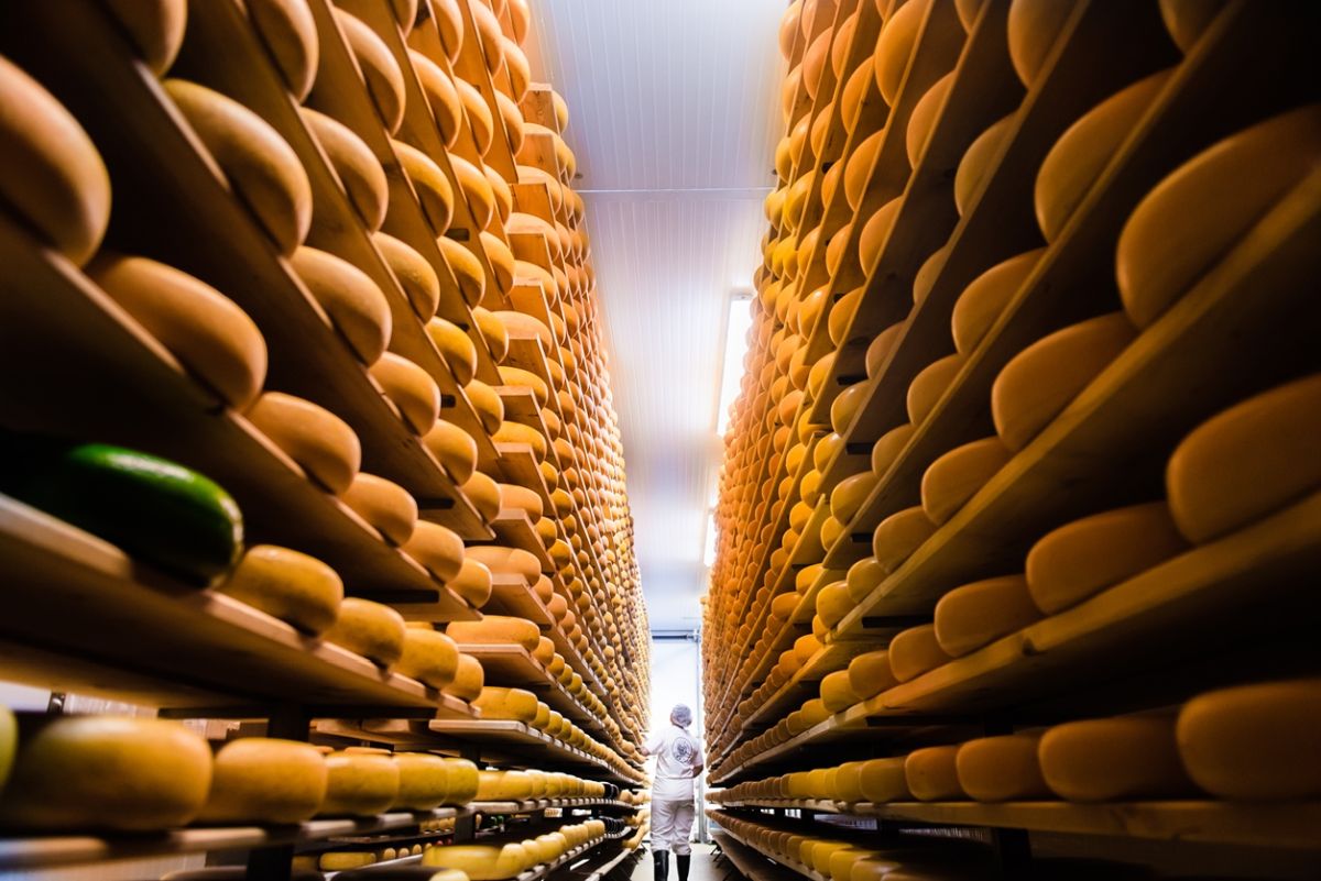 cheese maker in the aging room, huge shelves full of cheese wheels surrounding