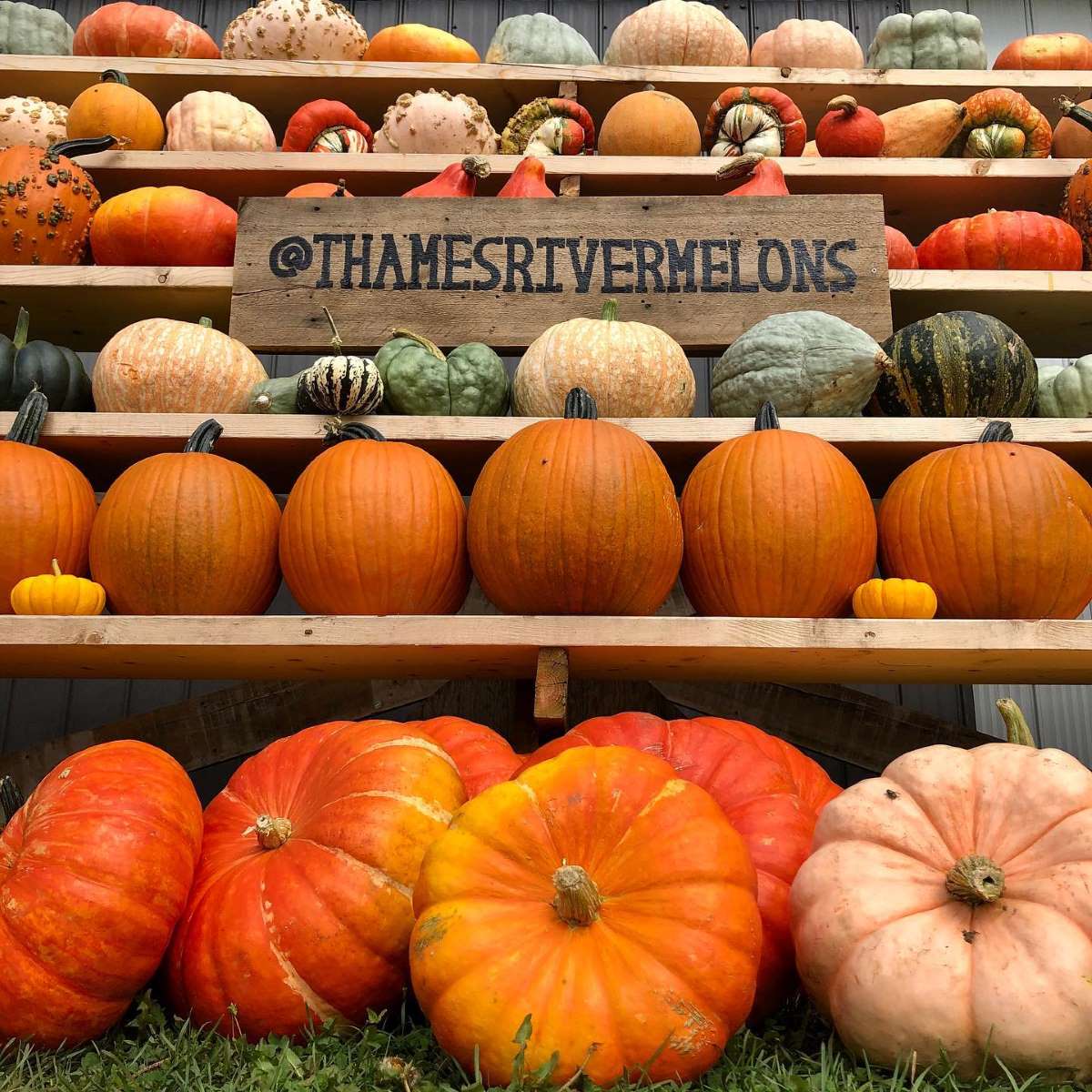 fall bucket list pumpkin wall at Thames River Melons