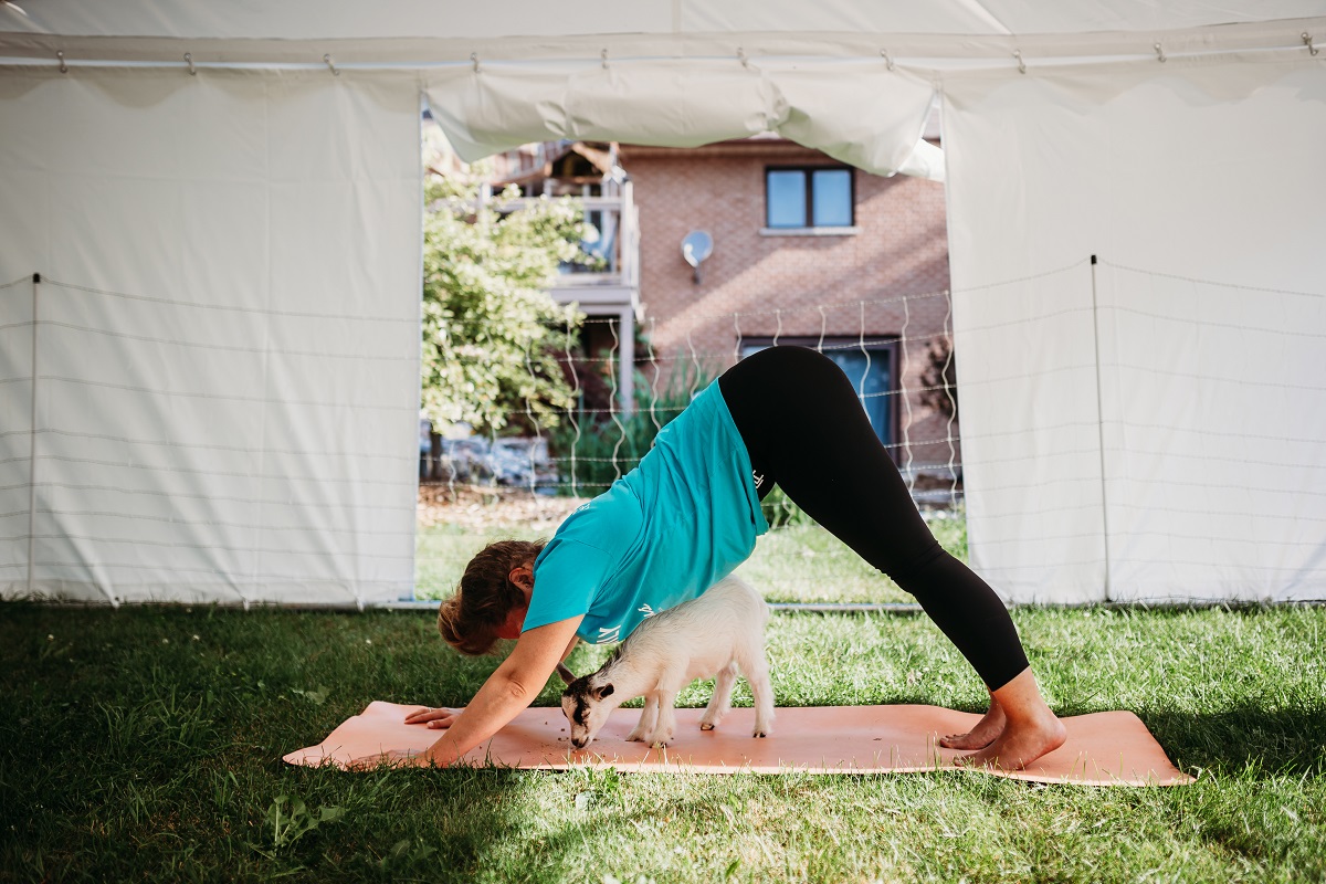 Cassie the Yoga Teacher with baby goat doing downward dog pose