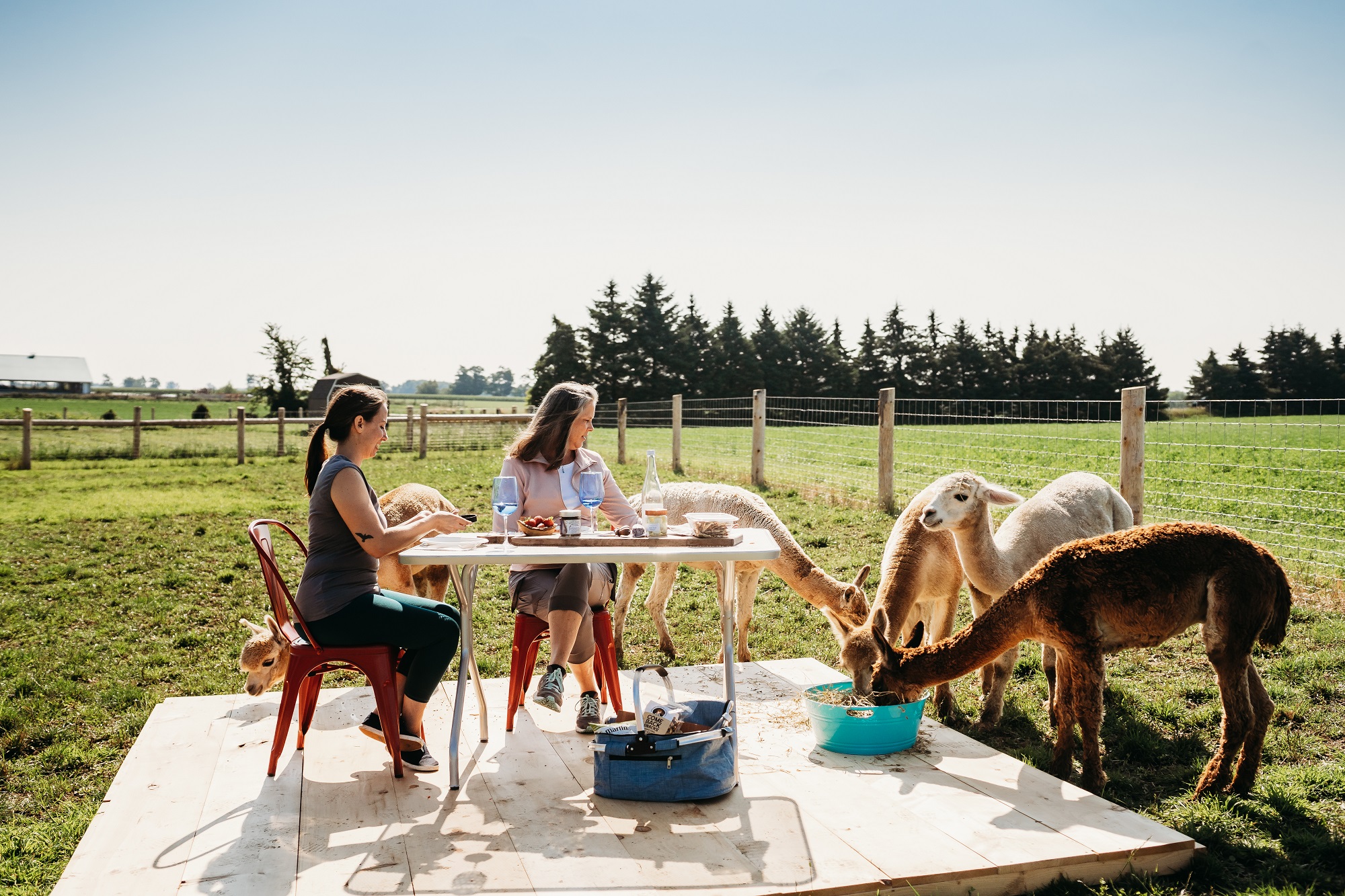 two ladies enjoy a picnic with an alpaca