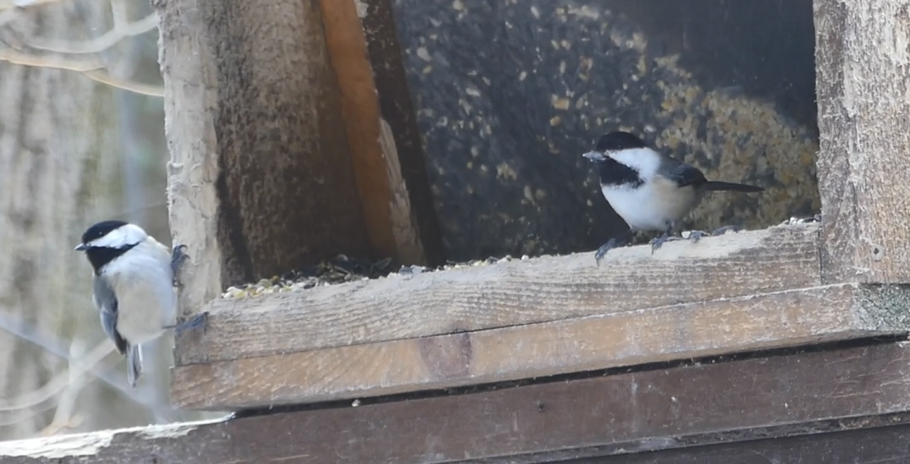 birds at feeder