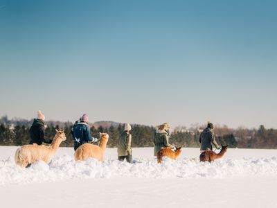 Alpaca Walks