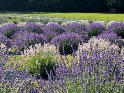 Deep Purple Lavender Farm