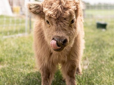 Micro-Highland Cow Experience