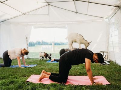 Goat Yoga